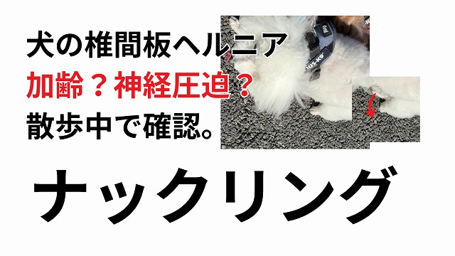 【体験談】うちの愛犬、椎間板ヘルニアになっちゃった。手術なしで治したい！飼い主ができること